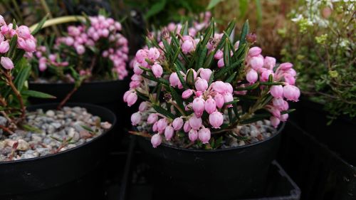 Andromeda polifolia 'Shibitsu' - 8cm pot 